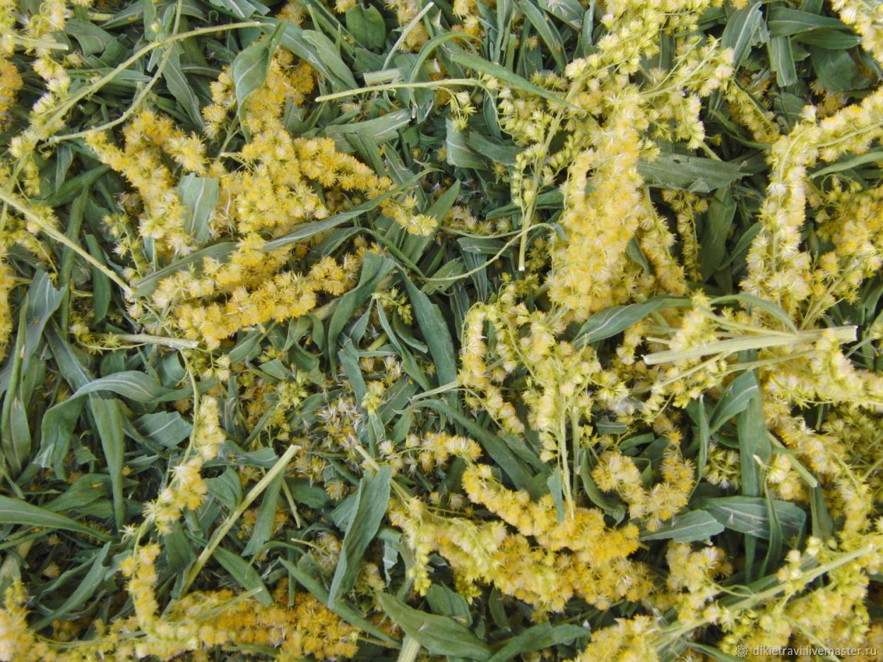 Золотарник канадский (Solidago canadensis l.)