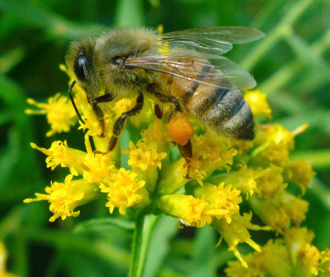 Солидаго "Hiddigeigei"