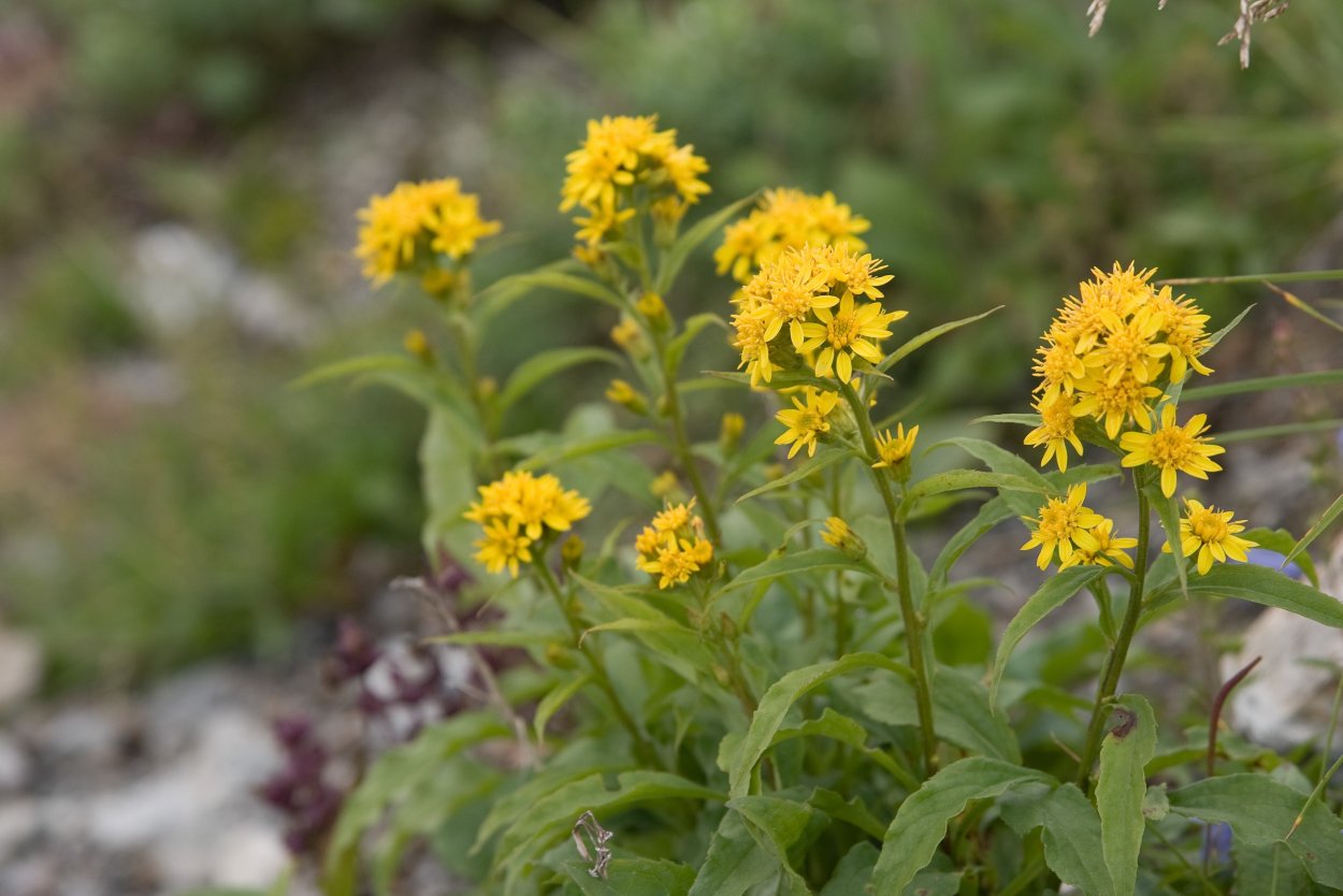 Solidago caesia