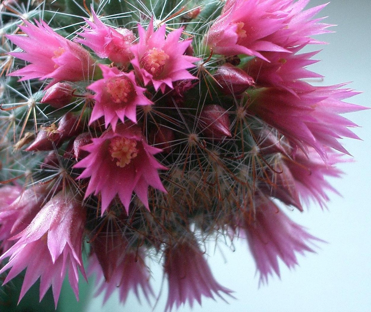 Цветущий Кактус