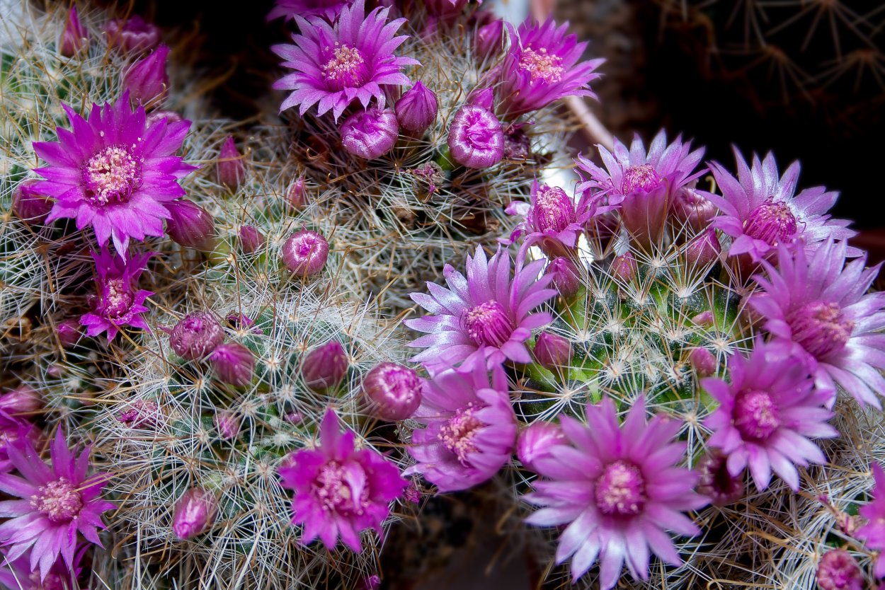 Кактус на розовом фоне рисунок
