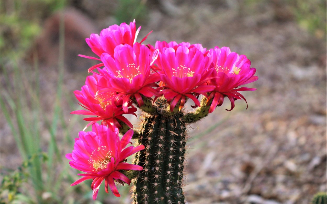 Цветущий розовый Кактус