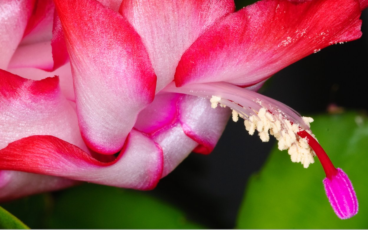 Цветущие Кактусовые