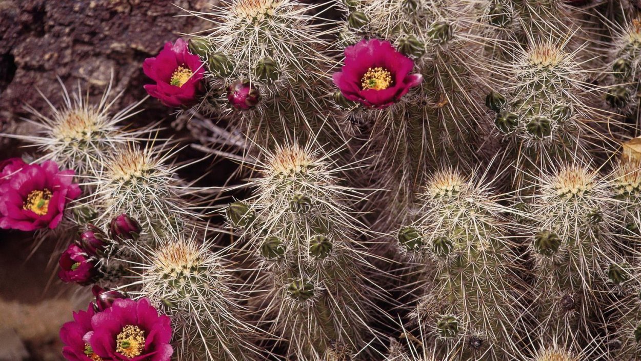 Кактус с цветком на длинной ножке