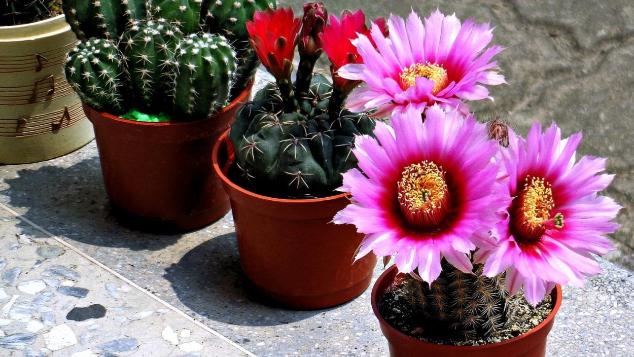 Красный Кактус