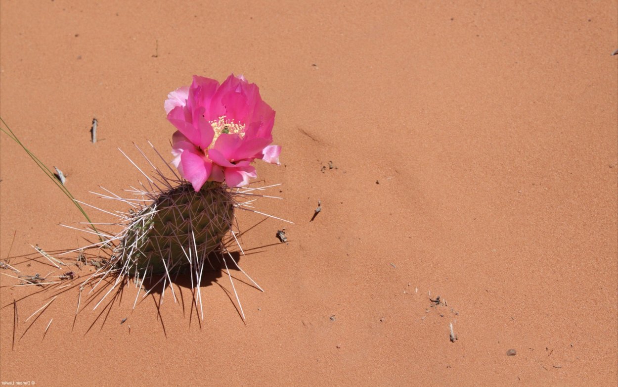 Тамбовка цветущие Кактус