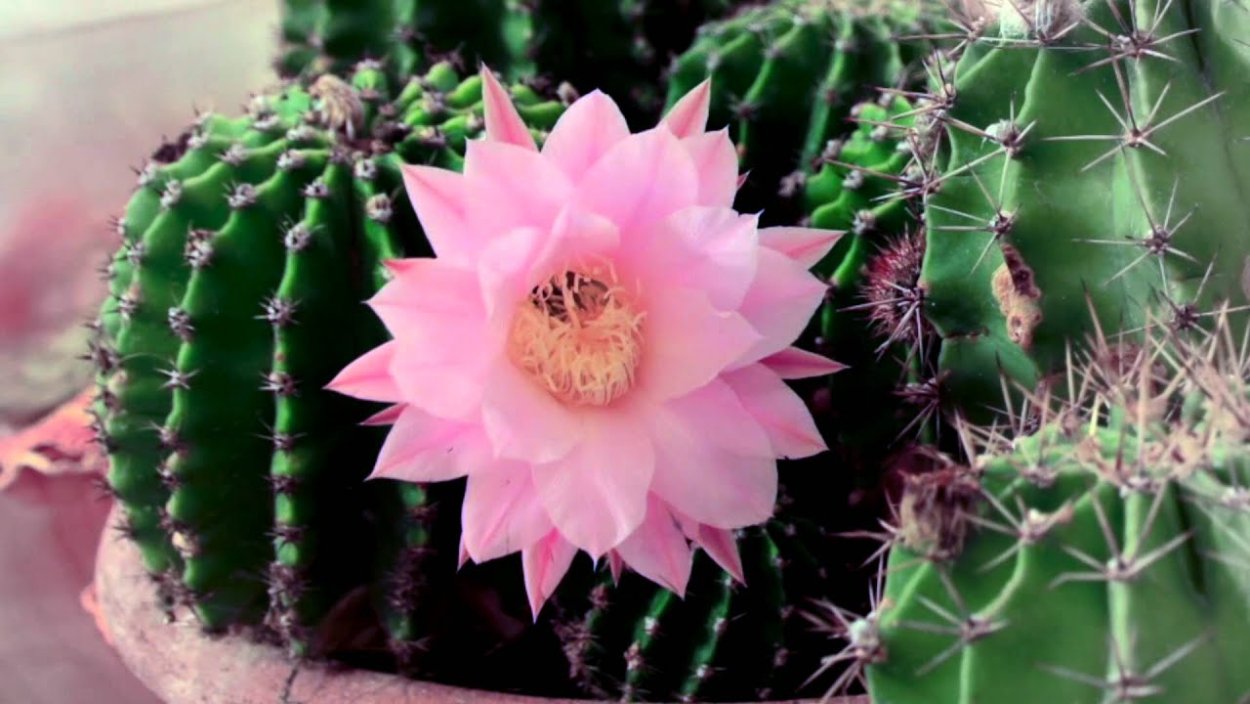 Кактус с крупным розовым цветком