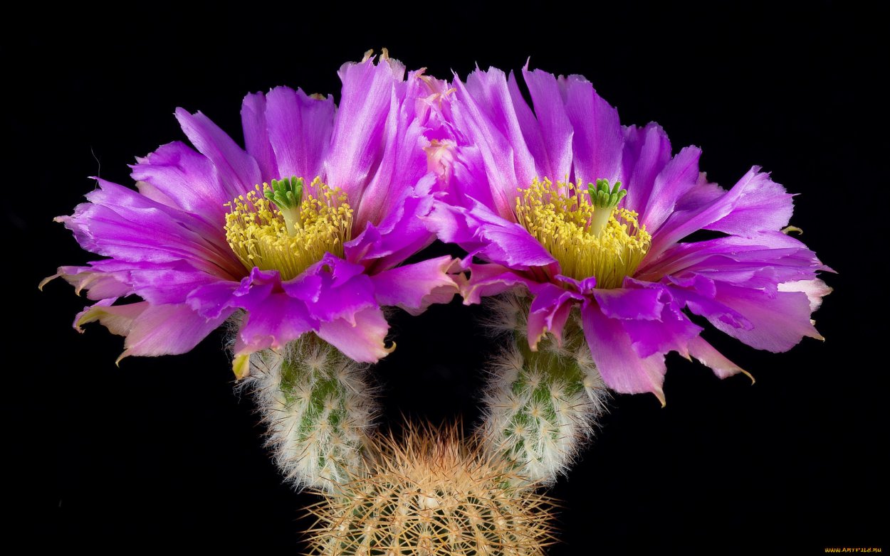 Кактусы долгоцветущие