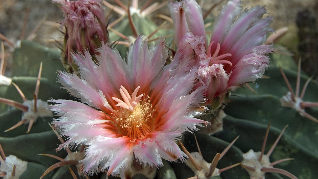 Цветущий Кактус опунция