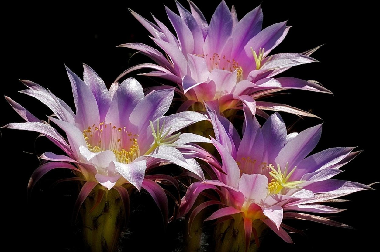 Цветок кактуса