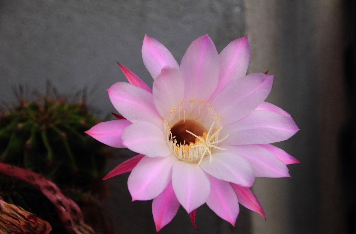 Нотокактус vilanovensis