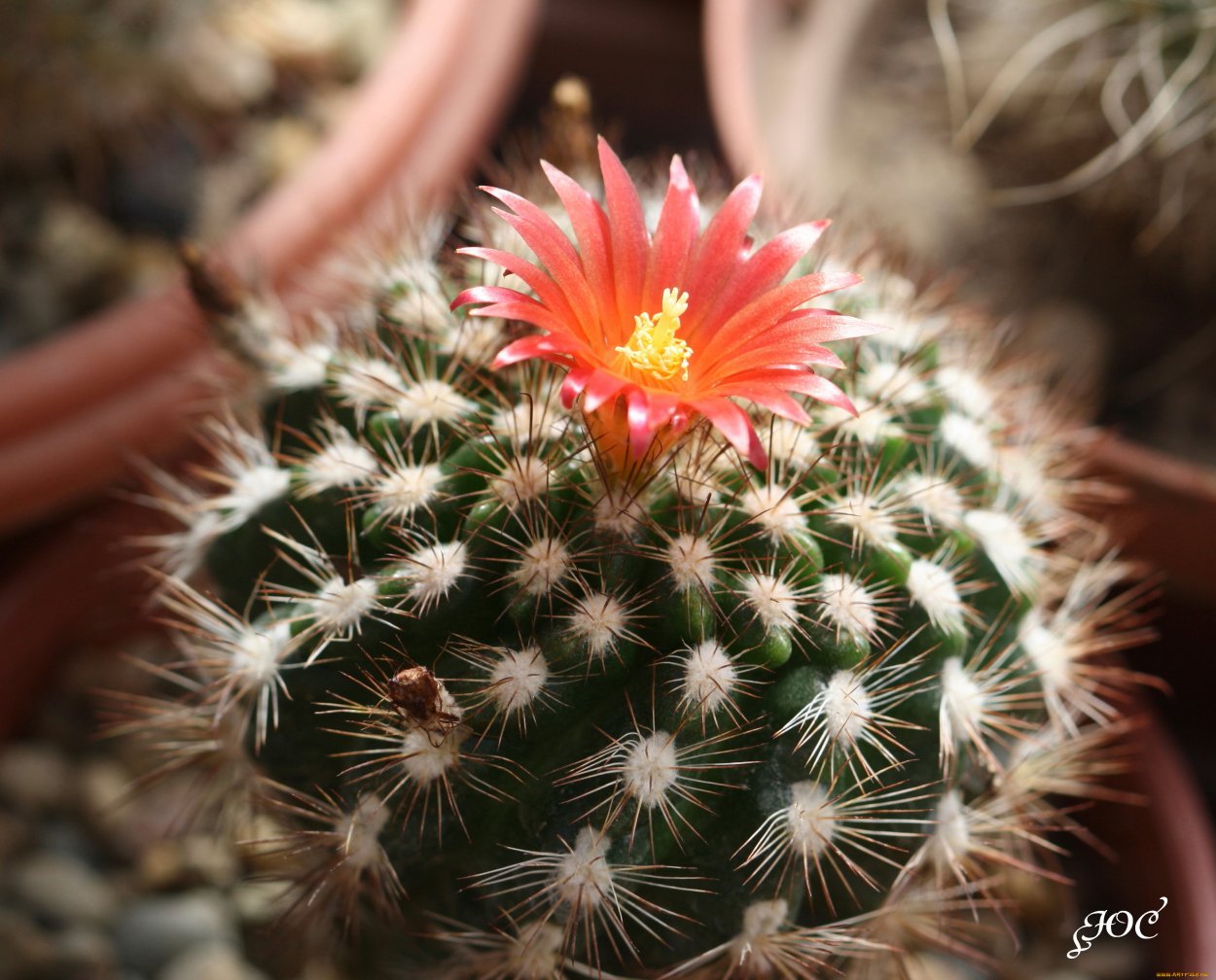 Нереально красивые цветы Кактус