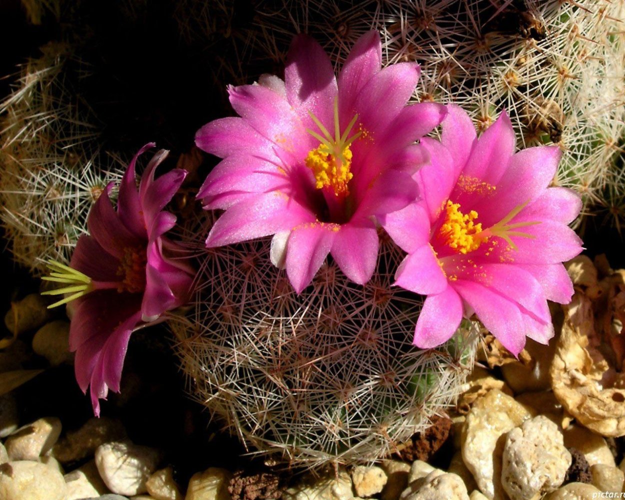 Цветущий Кактус