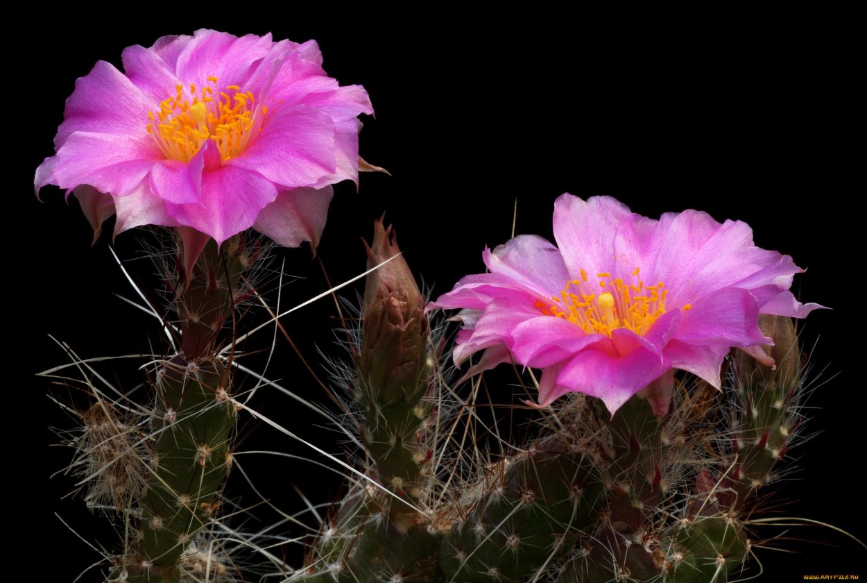 Цветущие кактусы для фона