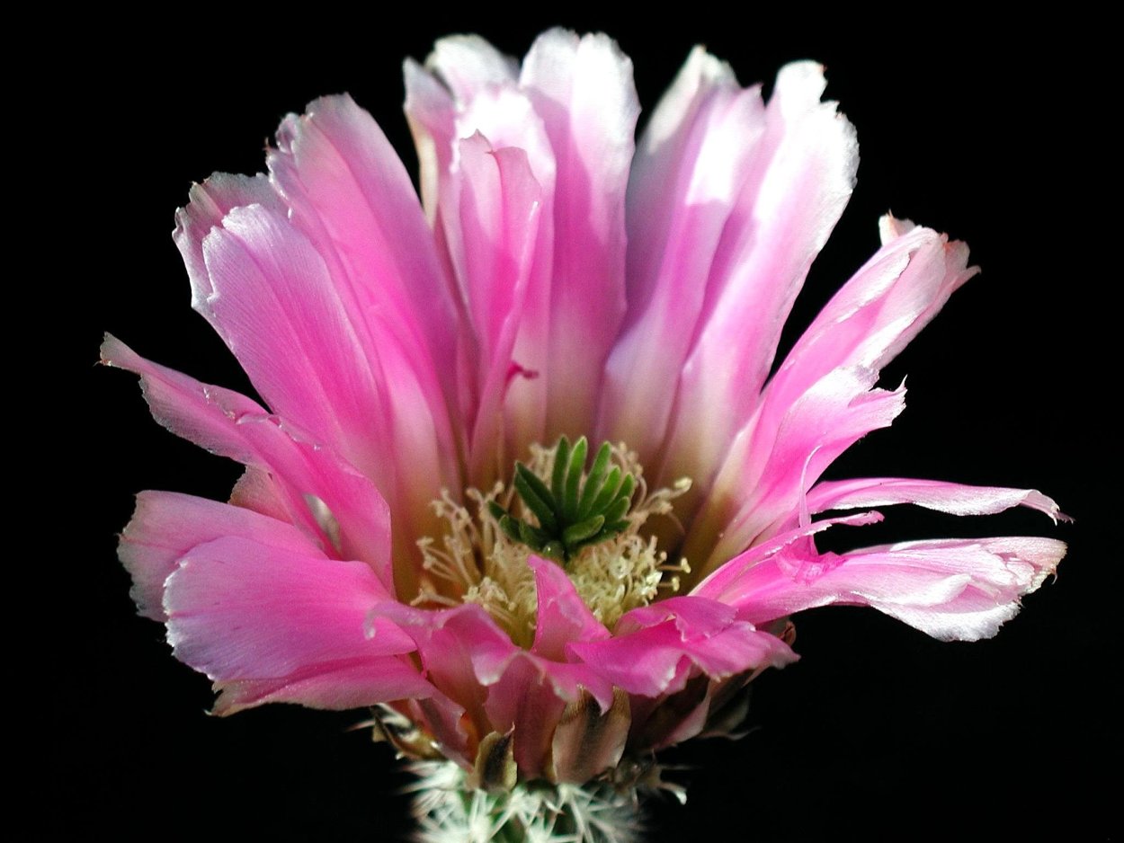 Кактус с розовым цветком