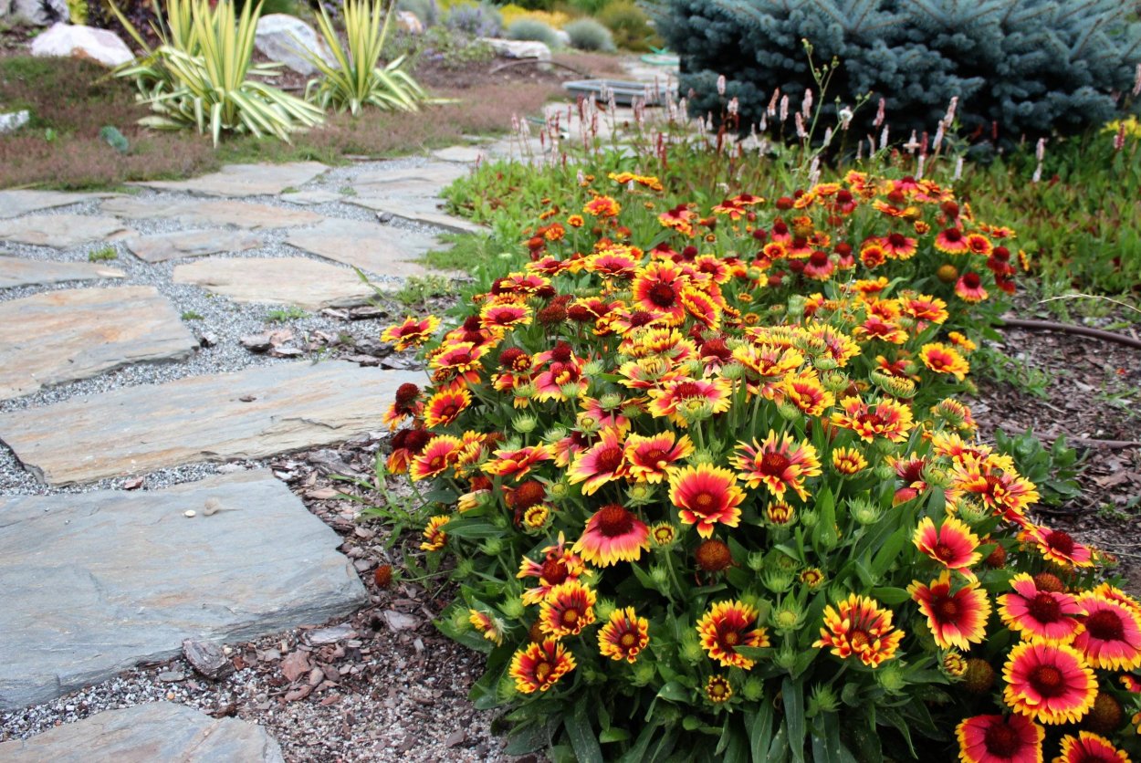 Гайлардия остистая многолетняя