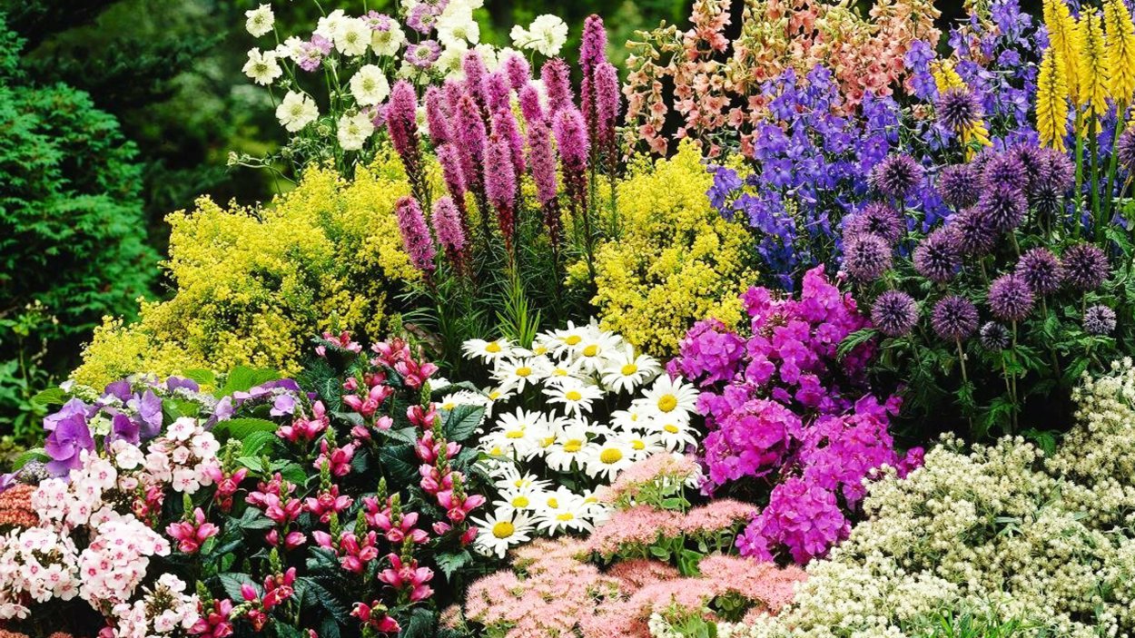 Многолетники Сибири Новосибирск