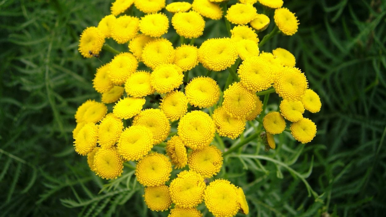 Девясил высокий (Inula Helenium)