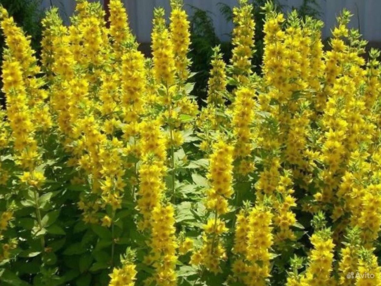 Золотарник канадский (Solidago canadensis l.)