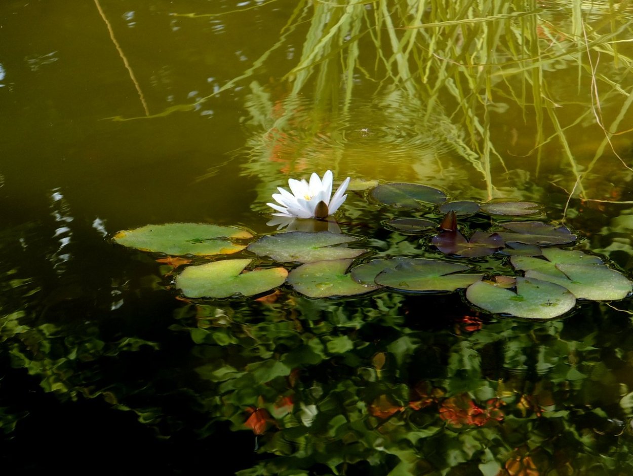 Крылов Порфирий кувшинки