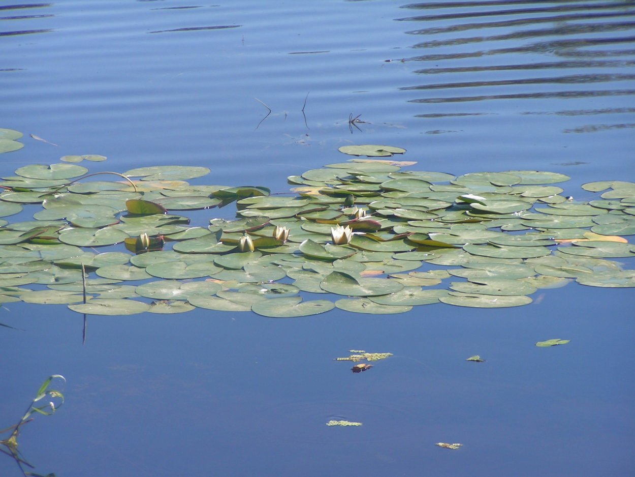 Волго-Ахтубинская Пойма природный парк фауна