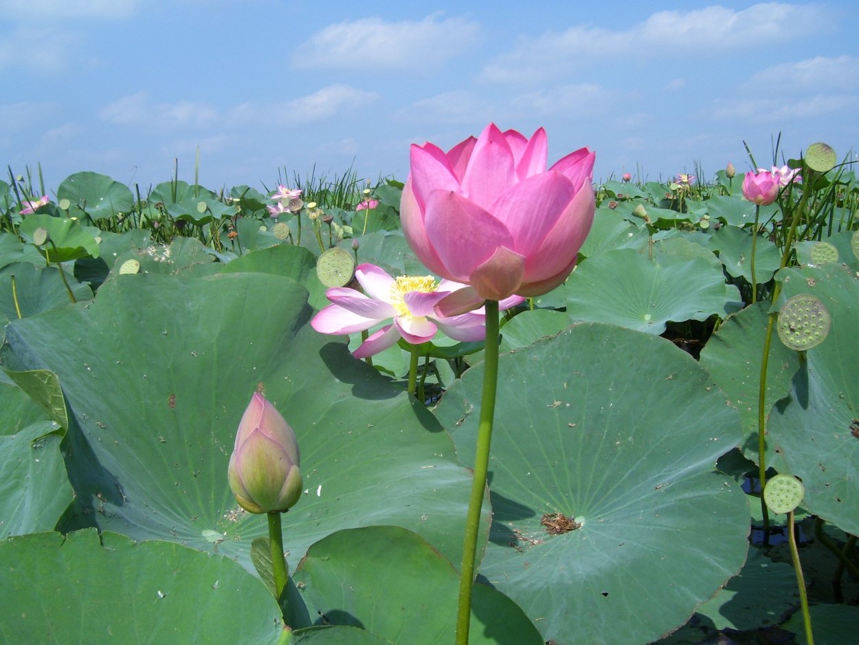 Лотос орехоносный