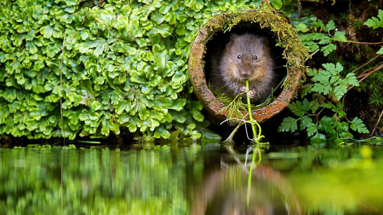 Домик для животных