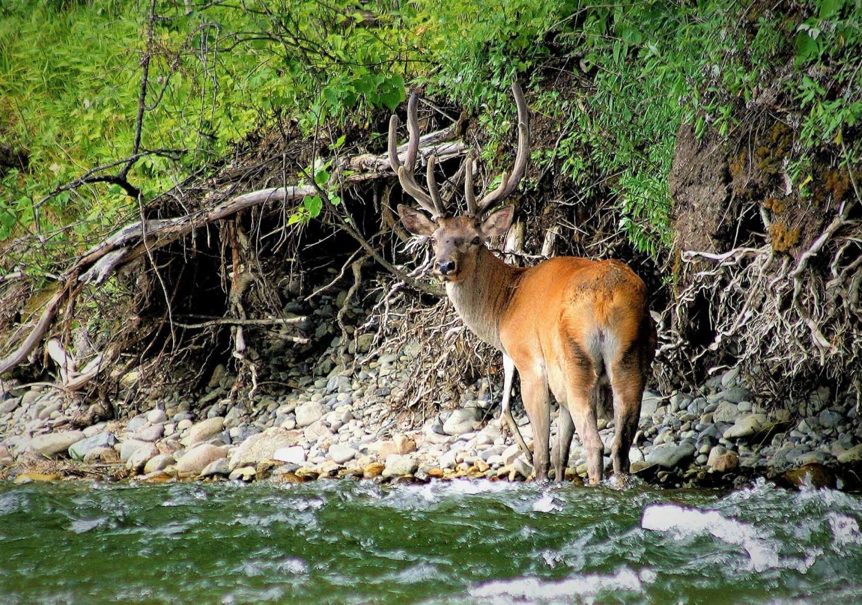 Таюрский заказник