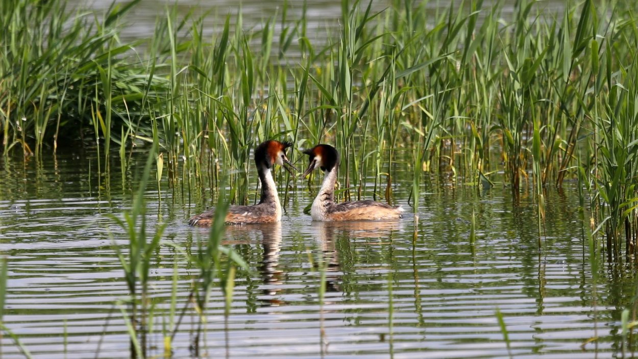 Утки в камышах