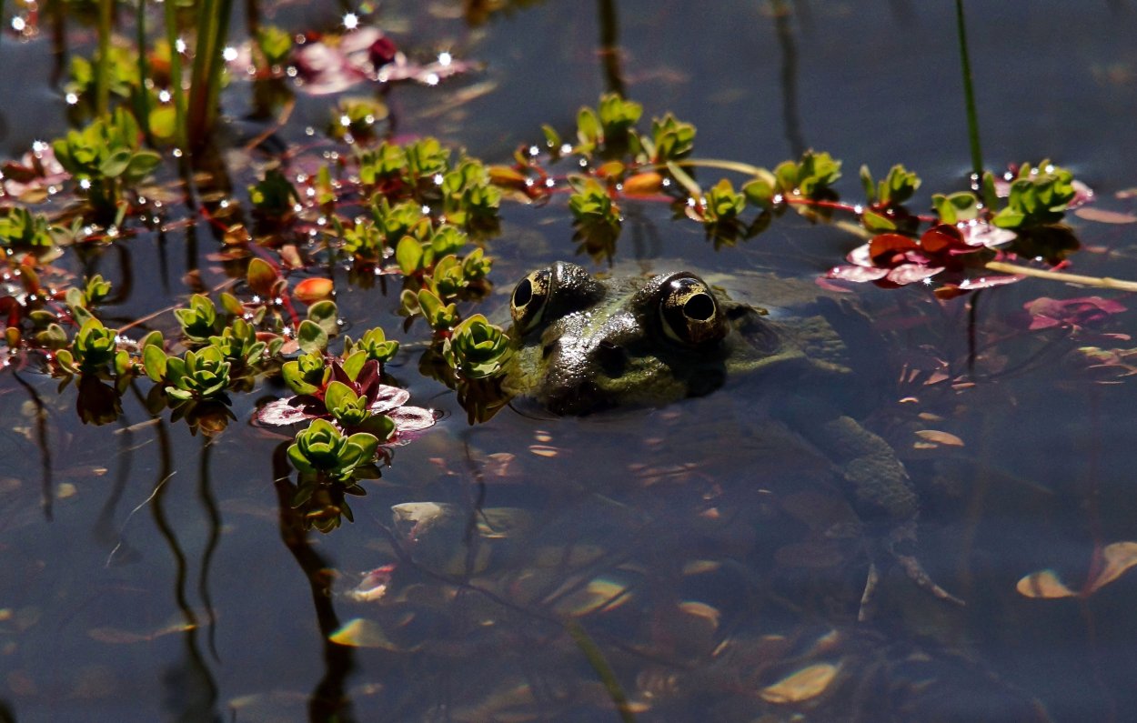Лягушка в пруду