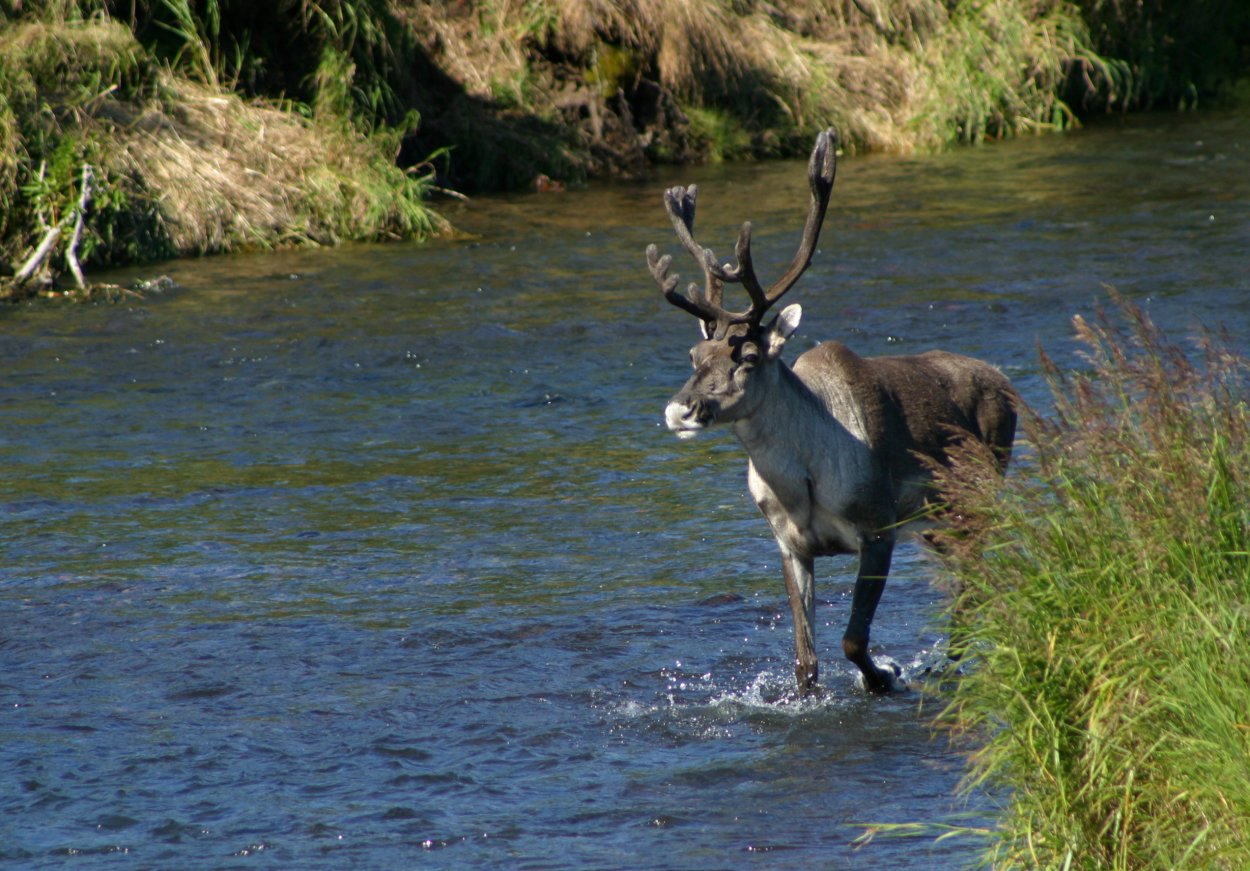 Олень у реки