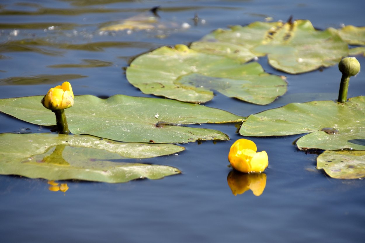 Животные реки Урал