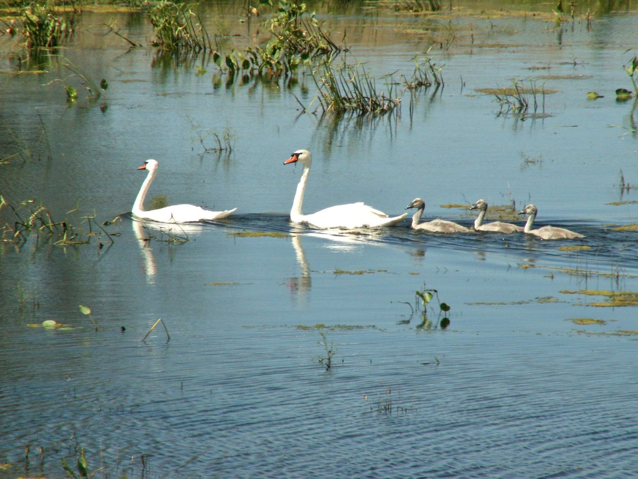 Саратовский государственный природный заказник