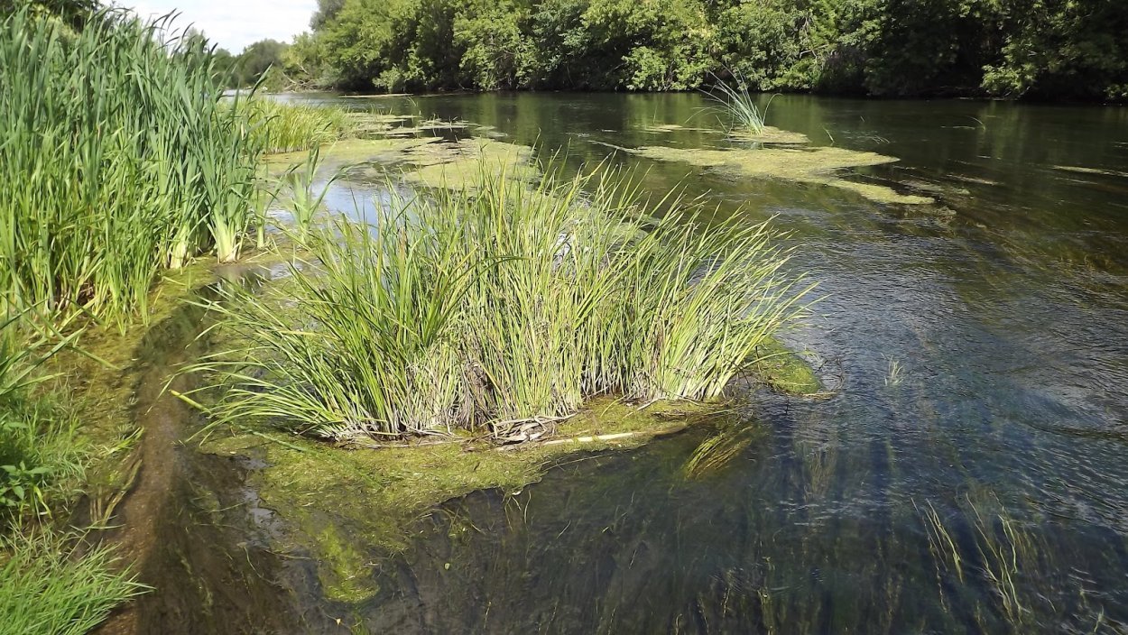 Растения и животные реки Дема
