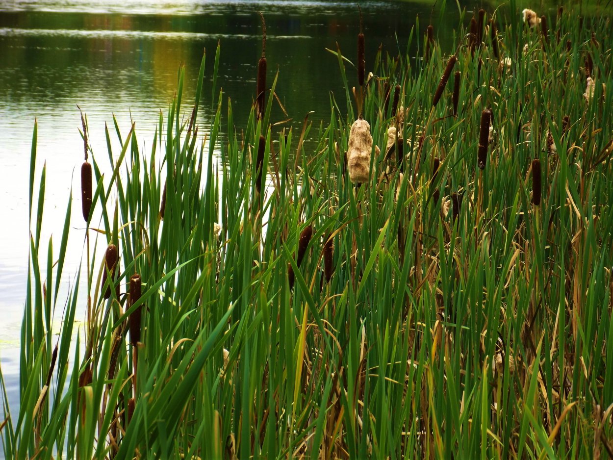 Камыш рогоз тростник