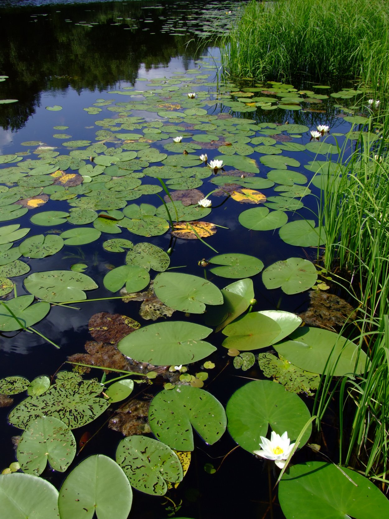 Животные реки