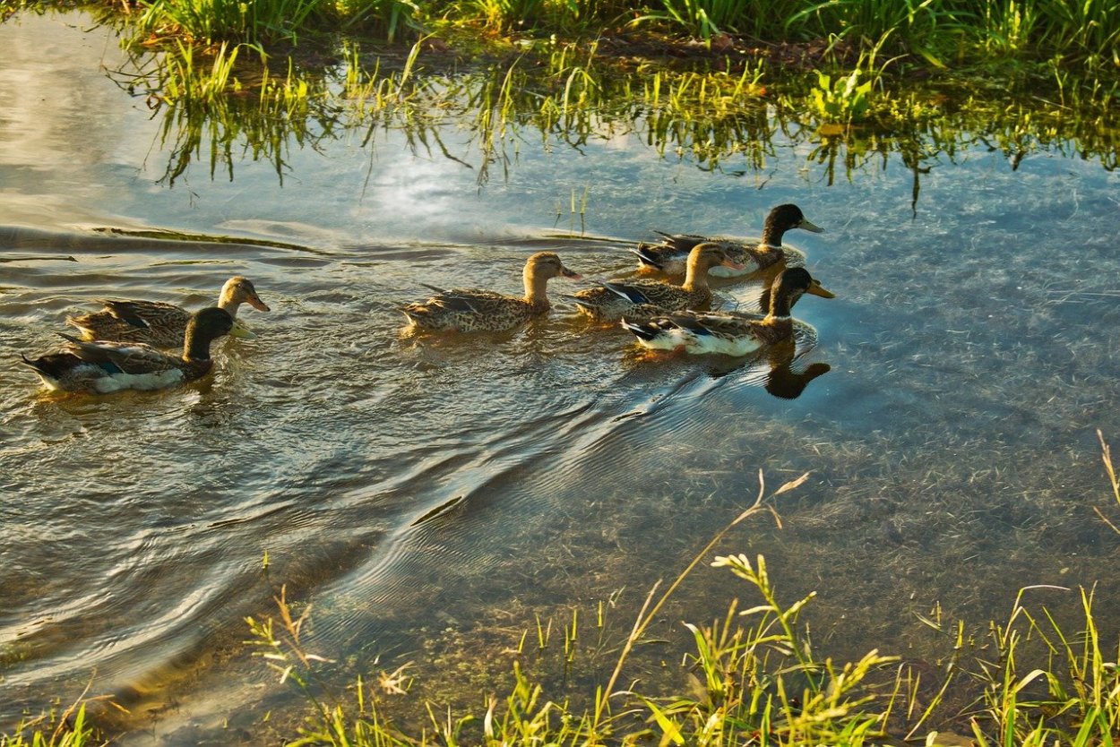 Утки в пруду