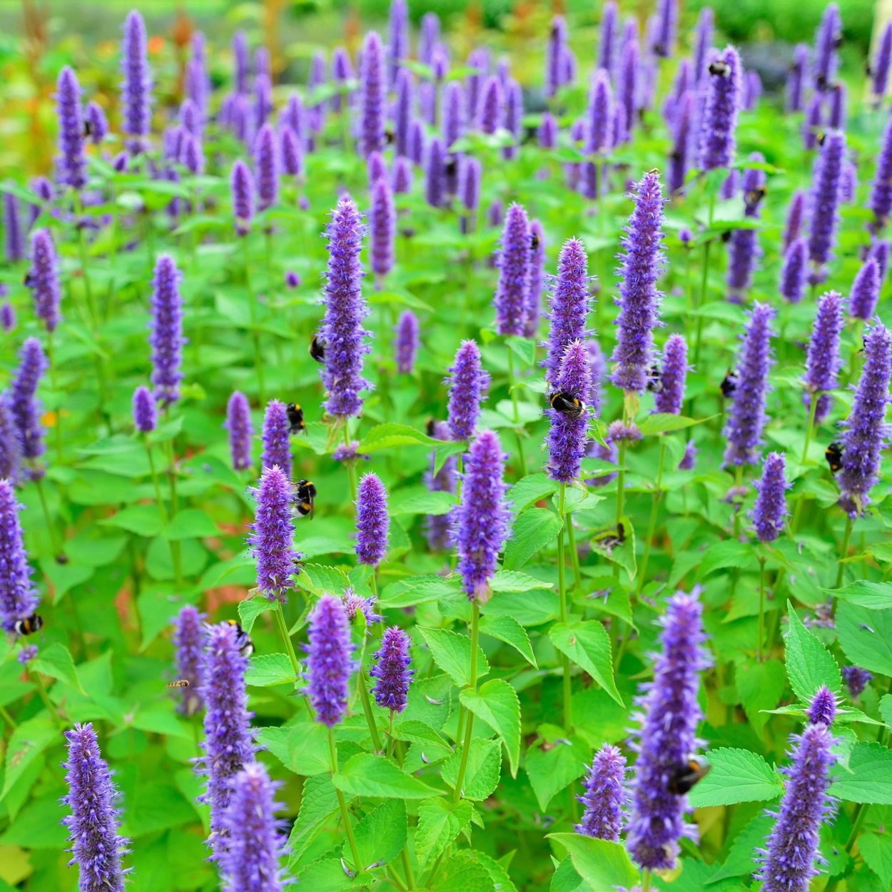 Лофант тибетский (1 кг)