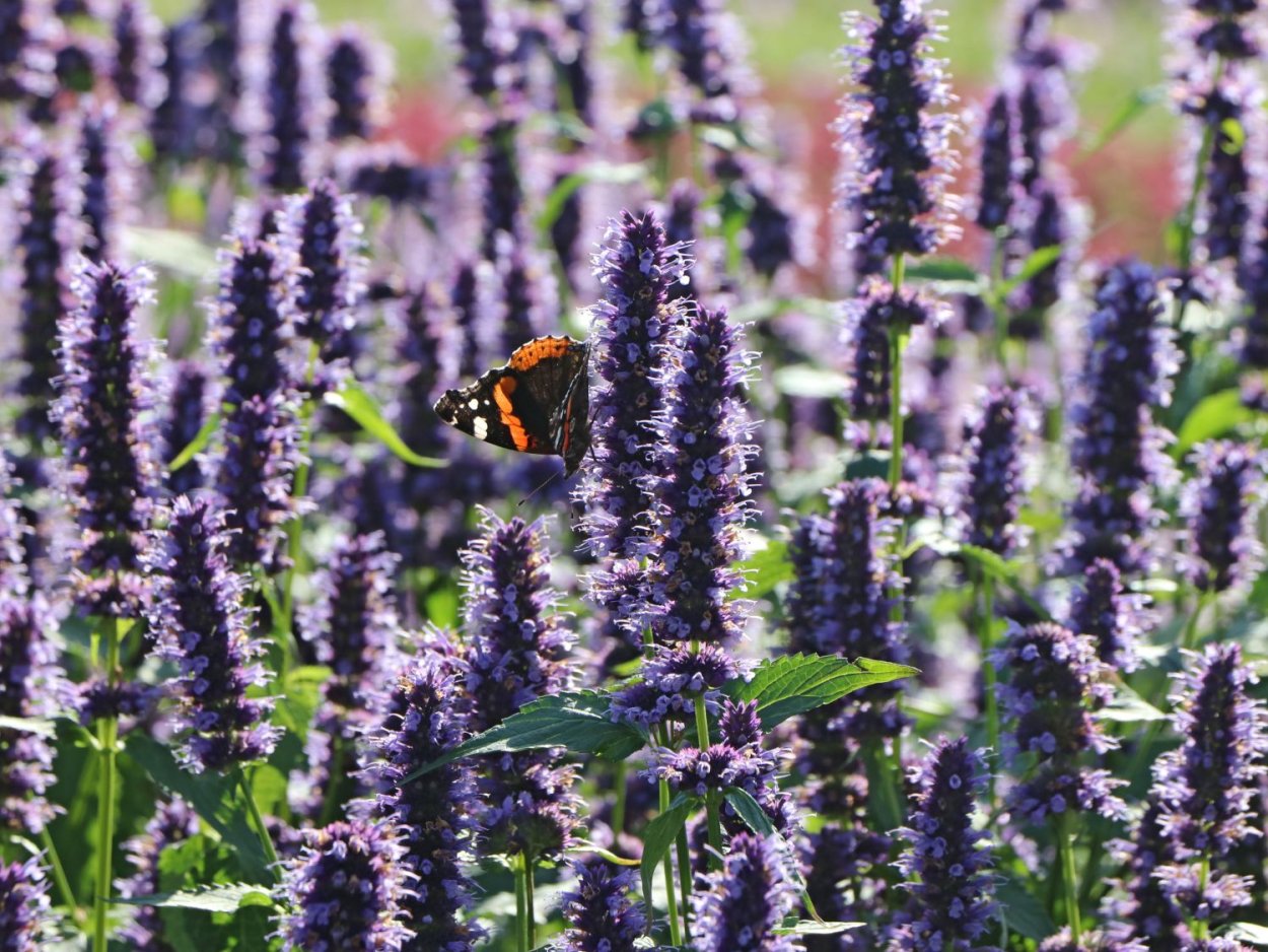 Лофант гибридный "Блэк Эддер"