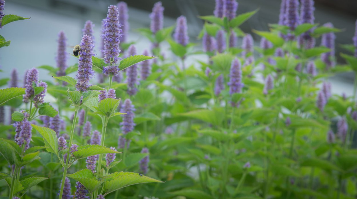 Лофант фенхельный