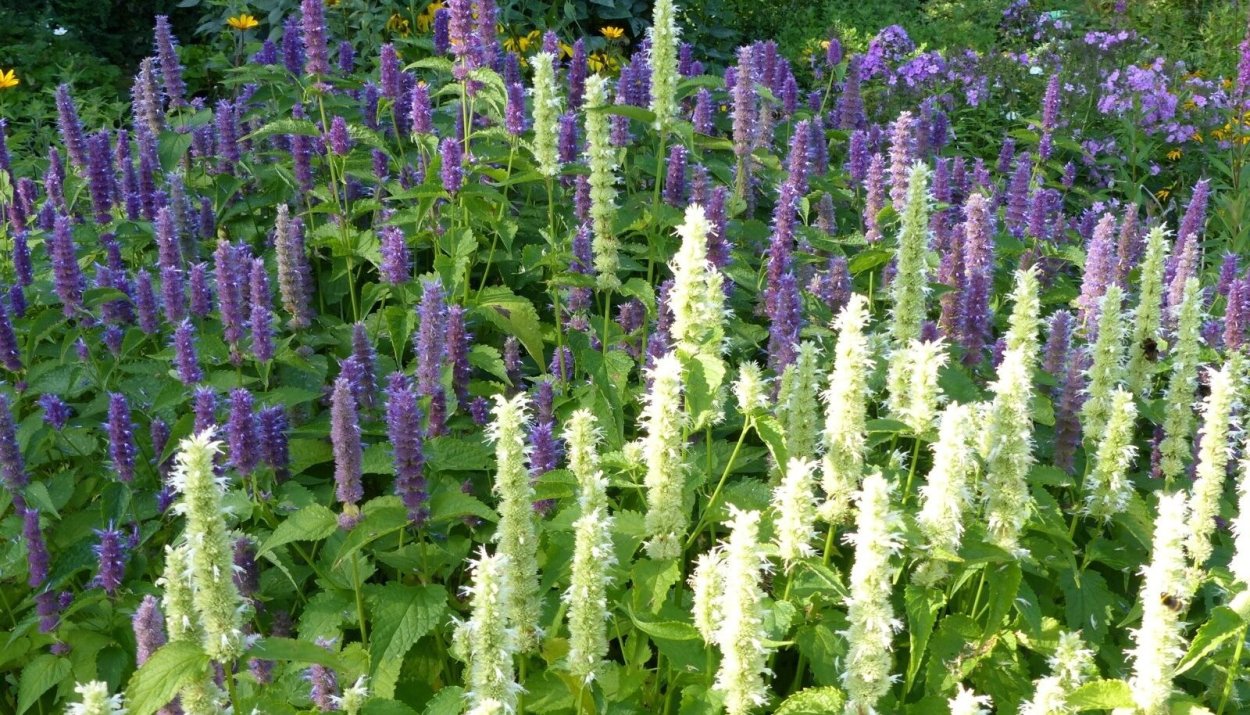 Агастахе (многоколосник) гибридный "Black Adder"