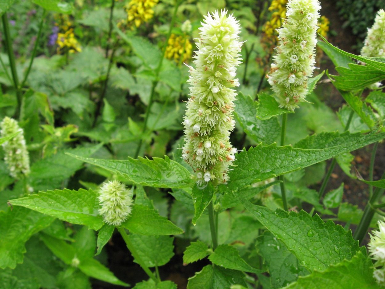 Лофант Агастахе Эрика