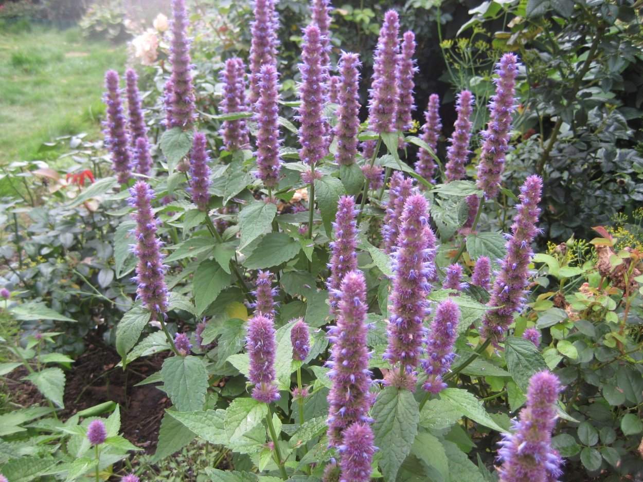 Лофант тибетский