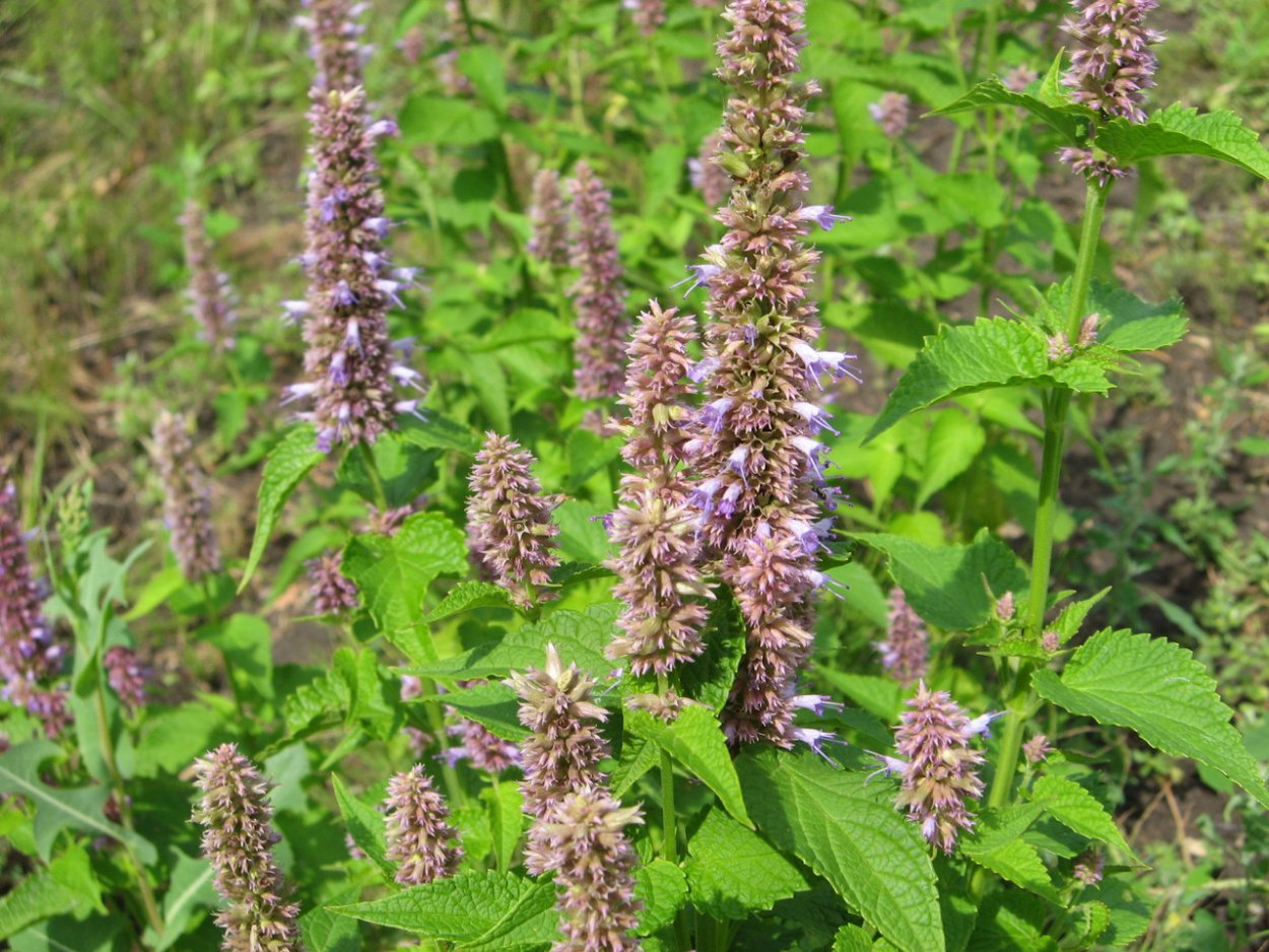 Агастахе Блэкаддер Agastache Black Adder
