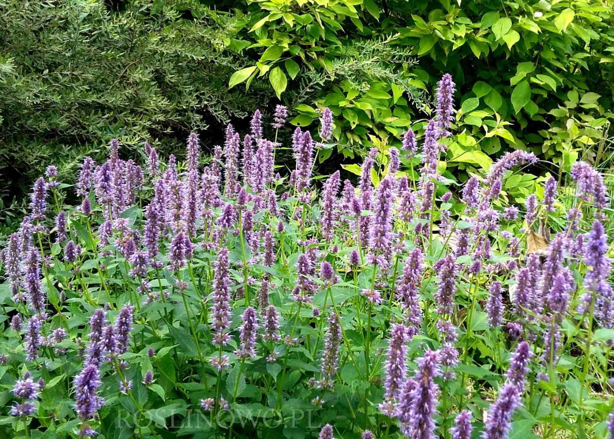 Лофант Агастахе