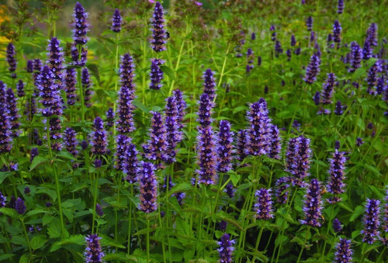 Мята лофант