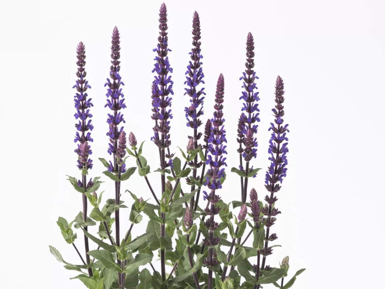 Разнотравье шалфей