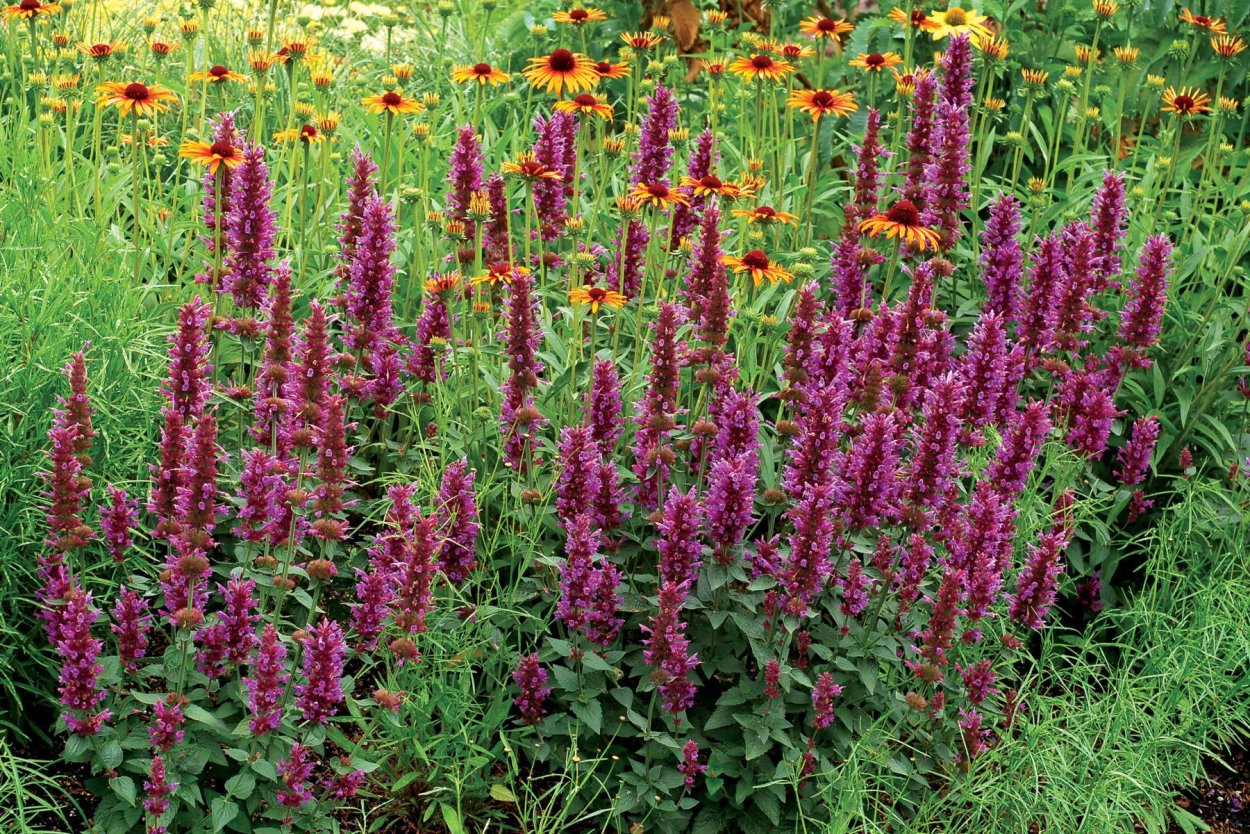 Лофант бабочка