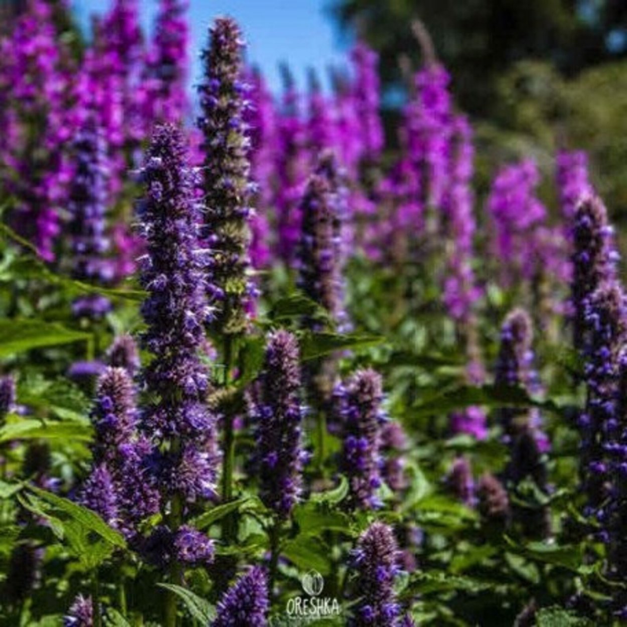 Многоколосник Кана