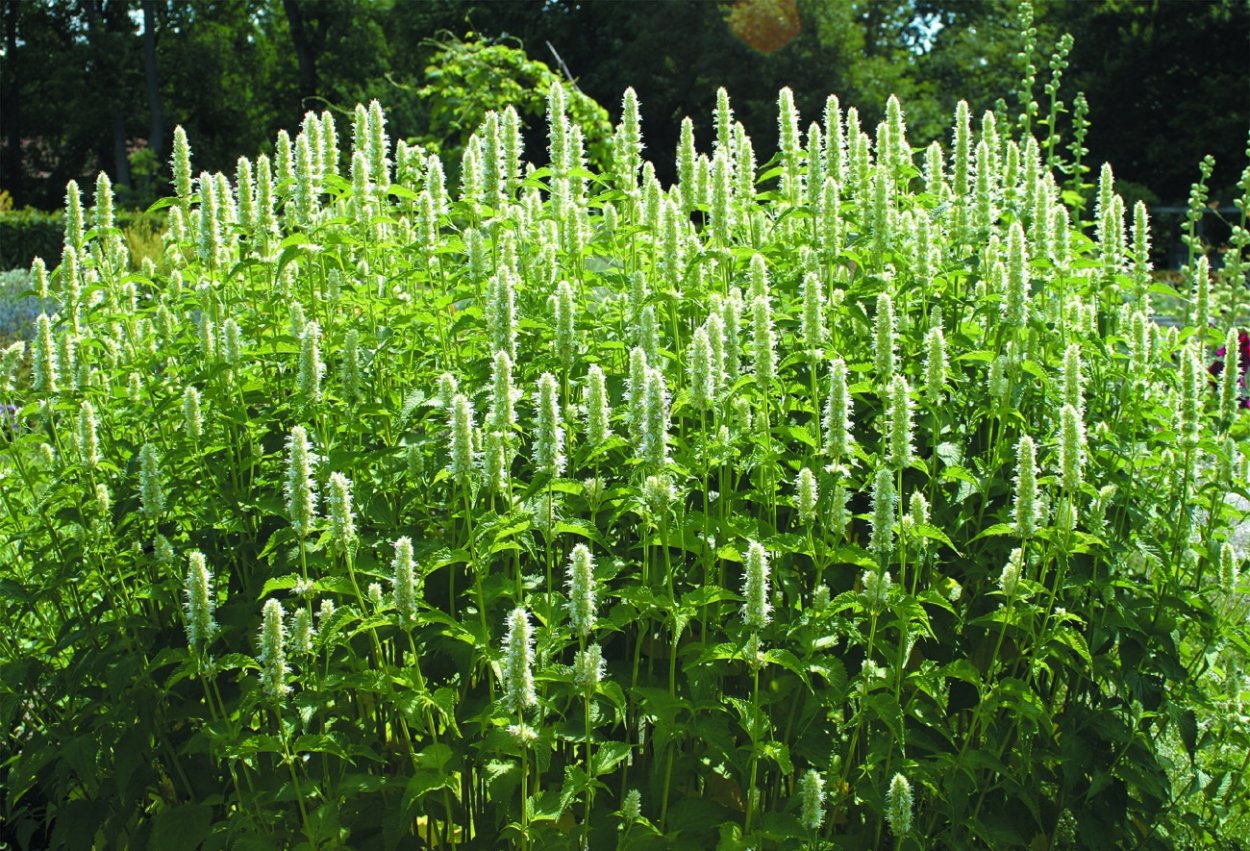 Лофант фенхельный